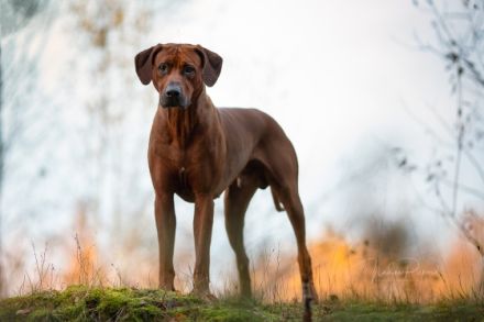 Abuya Matayo Thambu of African Crownridge