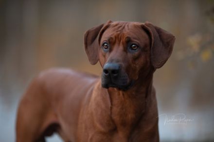 Abuya Matayo Thambu of African Crownridge