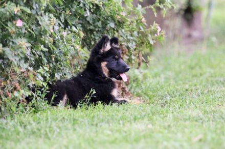 Hundezucht aus dem Zauberwald