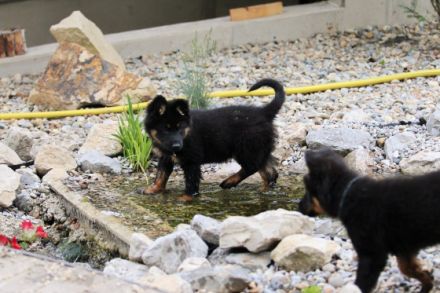Hundezucht aus dem Zauberwald