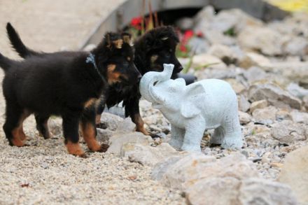 Hundezucht aus dem Zauberwald
