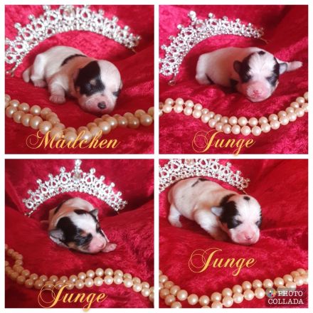 Sweet harmony of shining star