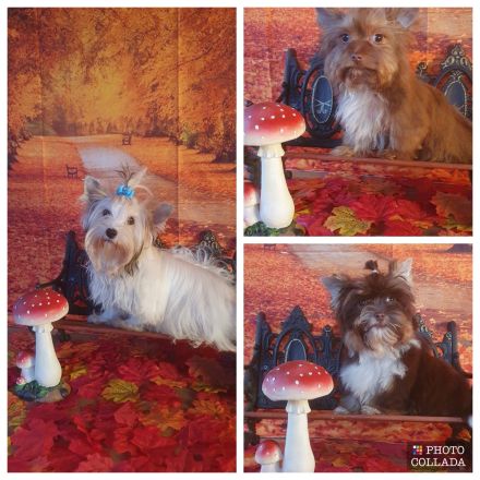 Sweet harmony of shining star