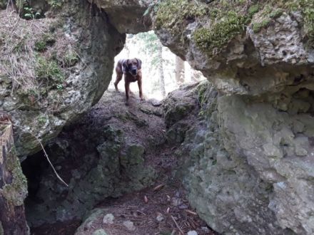 Hundewanderung Fränkische Schweiz