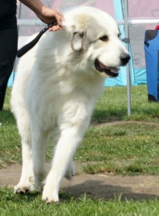 JCH.JCH.Notre Prince des Gorges de Cauterets,HD 0/0,PL