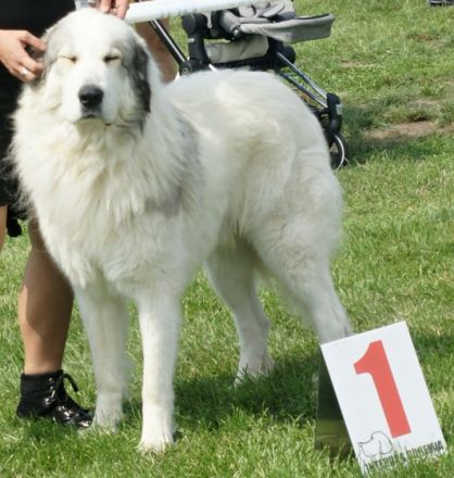 JCH.JCH.Notre Prince des Gorges de Cauterets,HD 0/0,PL