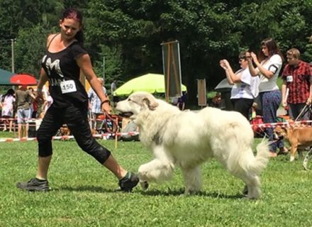 JCH.JCH.Notre Prince des Gorges de Cauterets,HD 0/0,PL