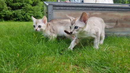 Unsere kleinen Katzenkinder wachsen innerhalb unserer