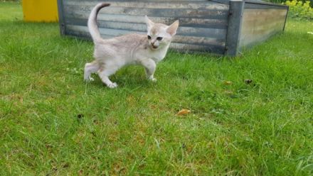 Unsere kleinen Katzenkinder wachsen innerhalb unserer
