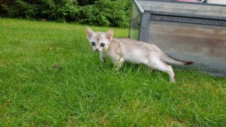 Unsere kleinen Katzenkinder wachsen innerhalb unserer