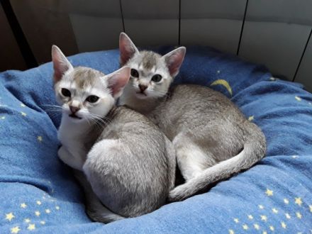 Unsere kleinen Katzenkinder wachsen innerhalb unserer