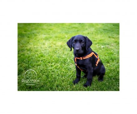 DogCoach-Havelland