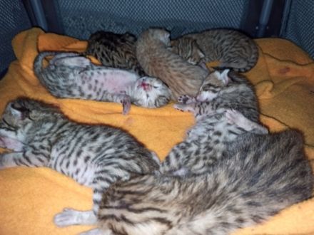 Savannah Asatirascats