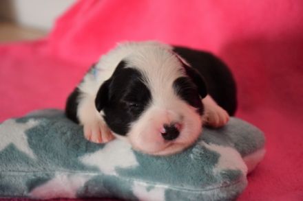 From The Old Schoolyard