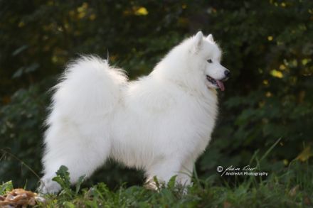 JCh. Ch. Neypir Bravo Magnificent *Qannik"