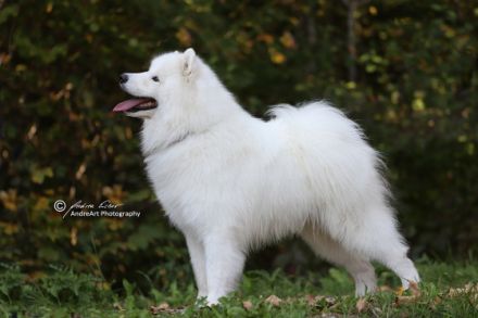 JCh. Ch. Neypir Bravo Magnificent *Qannik"