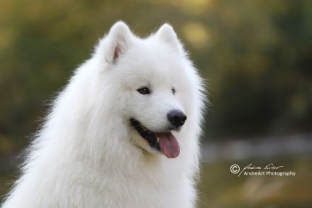 JCh. Ch. Neypir Bravo Magnificent *Qannik"