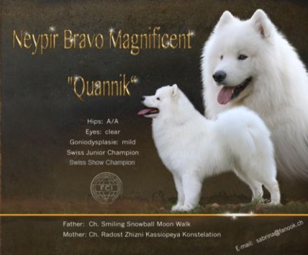 JCh. Ch. Neypir Bravo Magnificent *Qannik"