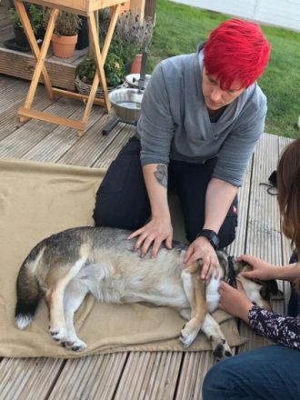 Tiertherapie Bergauf Hundephysiotherapie Tierheilpraktiker