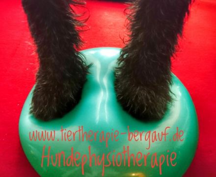 Tiertherapie Bergauf Hundephysiotherapie Tierheilpraktiker