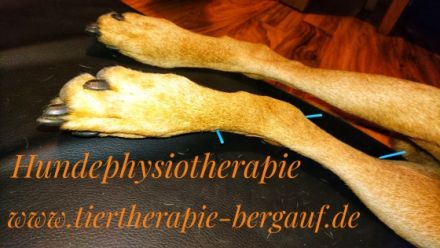 Tiertherapie Bergauf Hundephysiotherapie Tierheilpraktiker