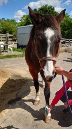 Tiertherapie Bergauf Hundephysiotherapie Tierheilpraktiker