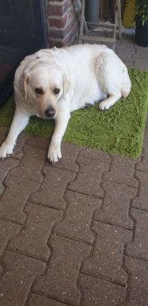 Labradore vom Husshof