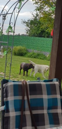 Labradore vom Husshof