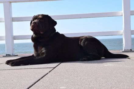 Labradore vom Husshof