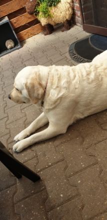 Labradore vom Husshof