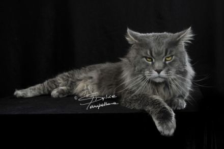 Maine Coon von der Ellernaue