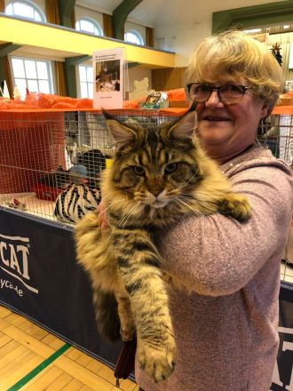 Maine Coon von der Ellernaue
