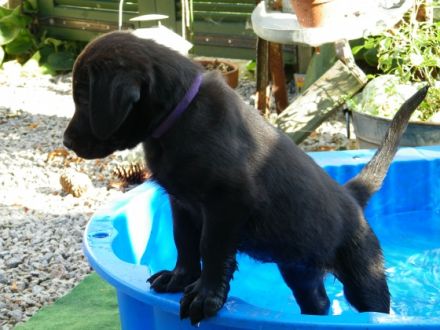 Von der alten Oberförsterei