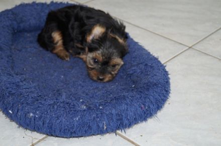 sweet Angels von der Rothenmühlenau