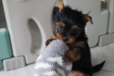 sweet Angels von der Rothenmühlenau