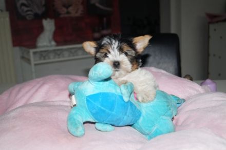 sweet Angels von der Rothenmühlenau