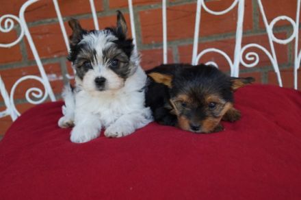 sweet Angels von der Rothenmühlenau