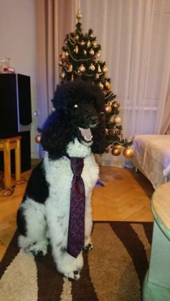 Kiro von Karolinenberg