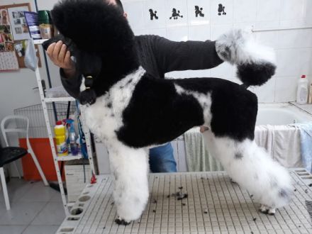 Kiro von Karolinenberg