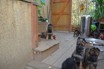 Wurfplanung für 2023 im Zwinger vom Bismarckschlösschen