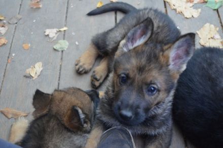 Wurfplanung für 2023 im Zwinger vom Bismarckschlösschen