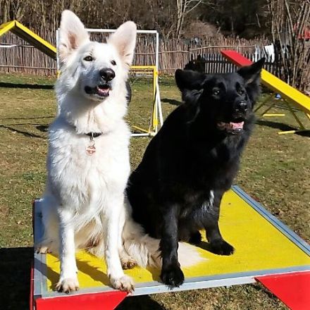 Hundeschule Laichingen