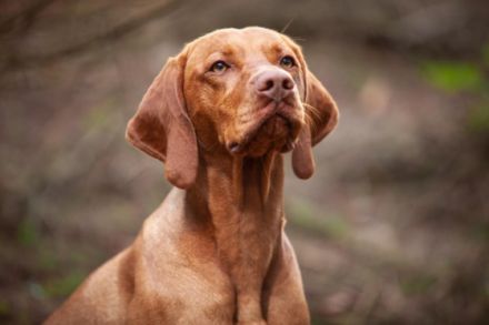 Dokken Devil Kelecsky poklad