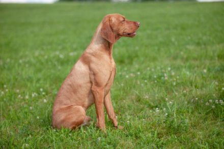 Dokken Devil Kelecsky poklad