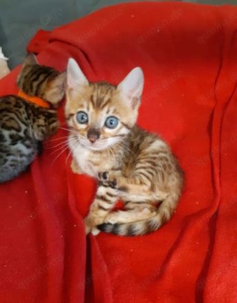Reinrassige bengal kitten katze kater