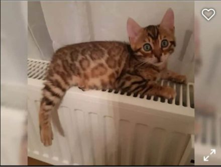 Reinrassige bengal kitten katze kater