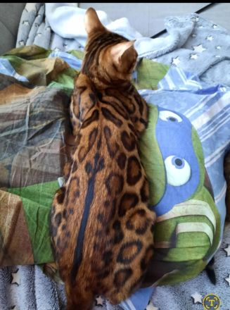 Reinrassige bengal kitten katze kater