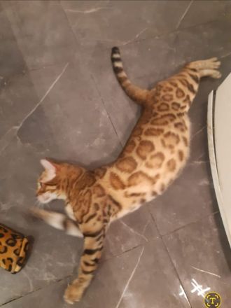 Reinrassige bengal kitten katze kater