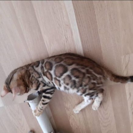 Reinrassige bengal kitten katze kater