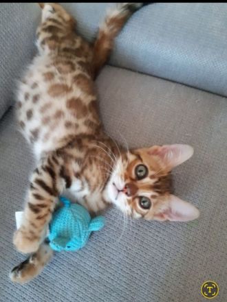 Reinrassige bengal kitten katze kater